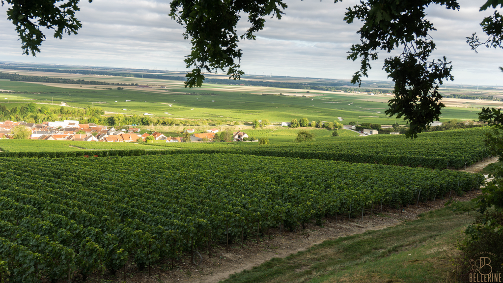 Le Mesnil-sur-Oger, terroir de champagnes de renom